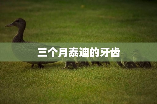 三個月泰迪的牙齒