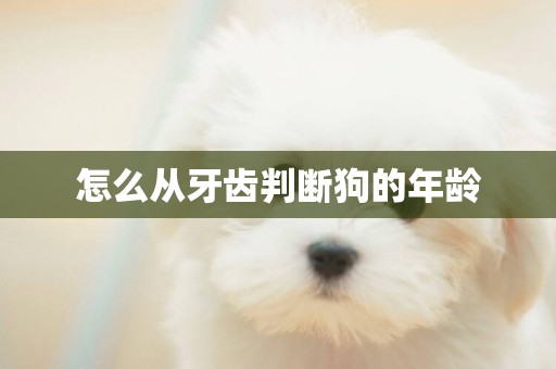 怎么從牙齒判斷狗的年齡