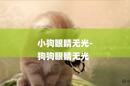 小狗眼睛無光-
狗狗眼睛無光