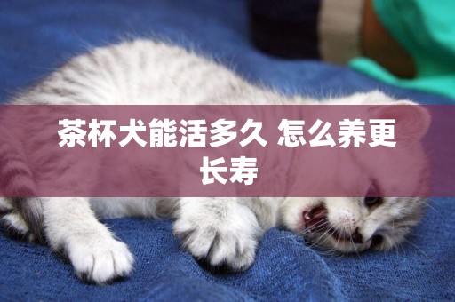茶杯犬能活多久 怎么養更長壽