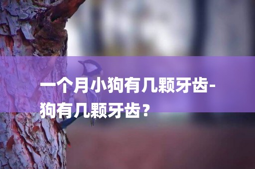 一個月小狗有幾顆牙齒-
狗有幾顆牙齒？
