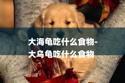 大海龜吃什么食物-
大烏龜吃什么食物