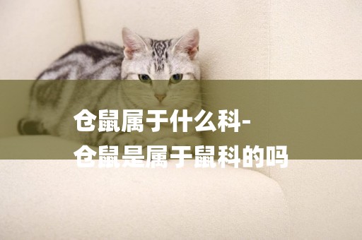 倉鼠屬于什么科-
倉鼠是屬于鼠科的嗎