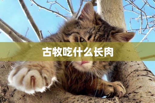 古牧吃什么長肉