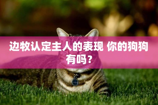 邊牧認定主人的表現 你的狗狗有嗎？