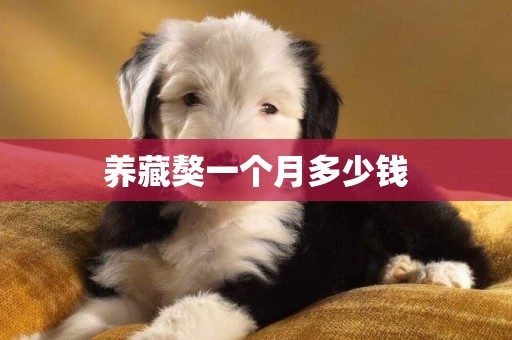 養藏獒一個月多少錢