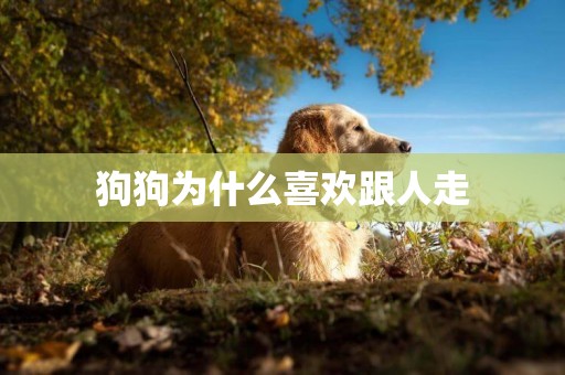 狗狗為什么喜歡跟人走