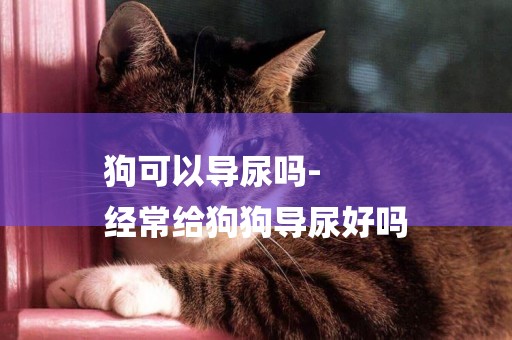 狗可以導尿嗎-
經常給狗狗導尿好嗎