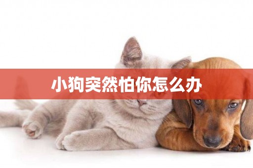 小狗突然怕你怎么辦