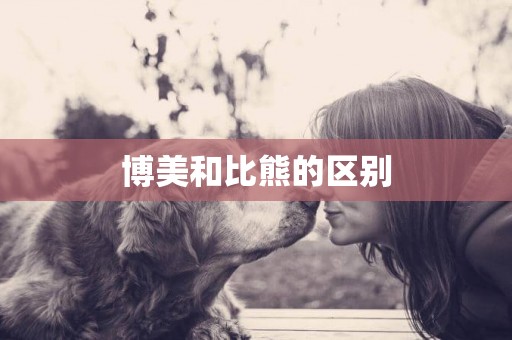 博美和比熊的區別