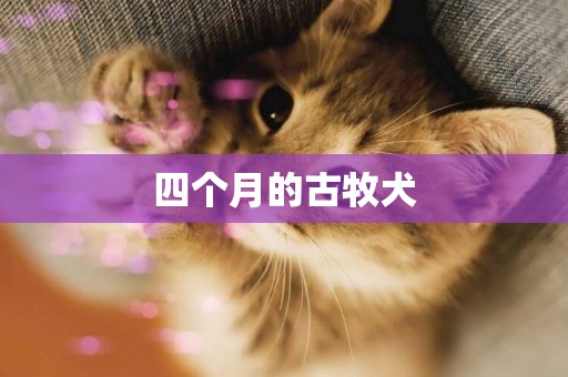 四個月的古牧犬