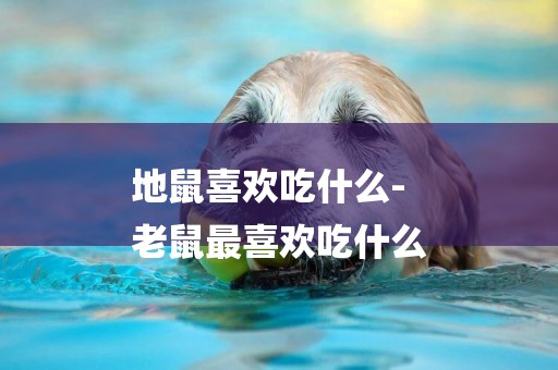 地鼠喜歡吃什么-
老鼠最喜歡吃什么
