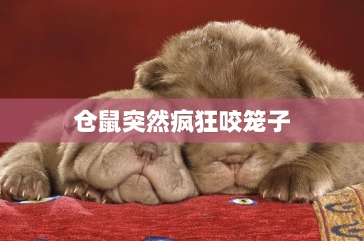倉鼠突然瘋狂咬籠子
