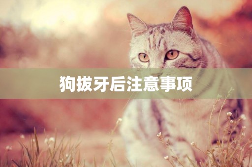 狗拔牙后注意事項