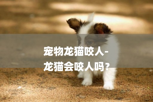 寵物龍貓咬人-
龍貓會咬人嗎？