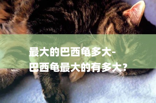 最大的巴西龜多大-
巴西龜最大的有多大？