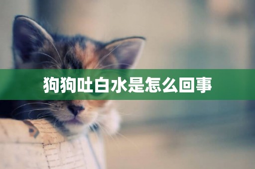 狗狗吐白水是怎么回事