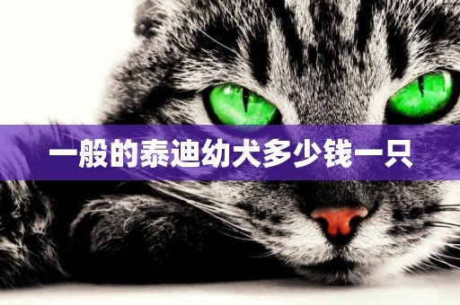 一般的泰迪幼犬多少錢一只
