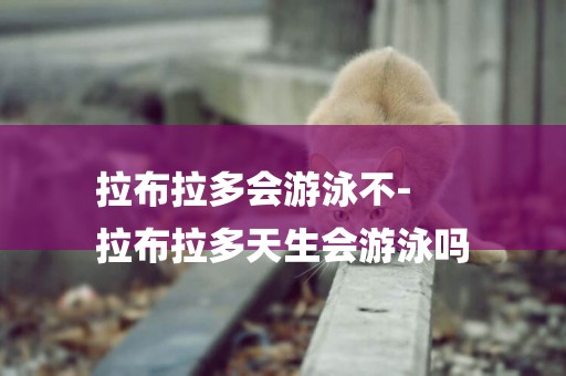 拉布拉多會游泳不-
拉布拉多天生會游泳嗎