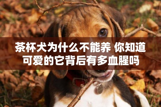 茶杯犬為什么不能養 你知道可愛的它背后有多血腥嗎 茶杯犬為什么不能養 你知道可愛的它背后有多血腥嗎