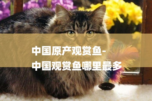 中國原產觀賞魚-
中國觀賞魚哪里最多