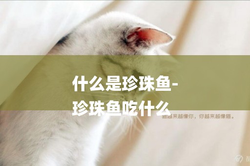 什么是珍珠魚-
珍珠魚吃什么