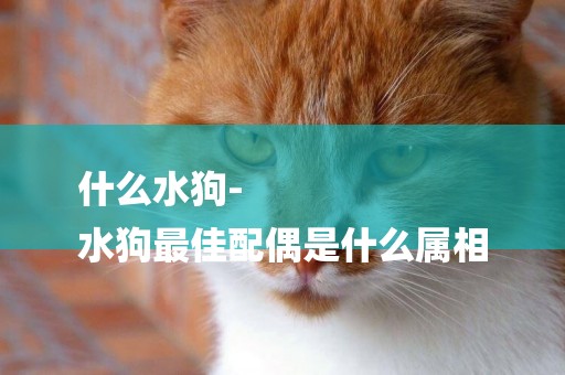 什么水狗-
水狗最佳配偶是什么屬相
