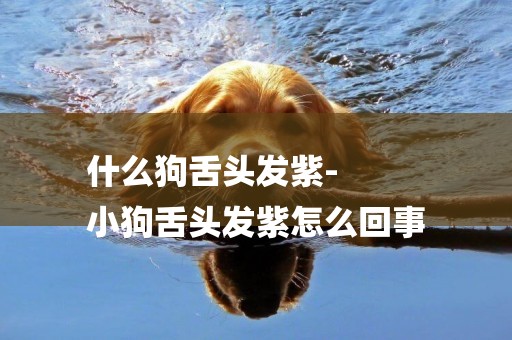 什么狗舌頭發紫-
小狗舌頭發紫怎么回事