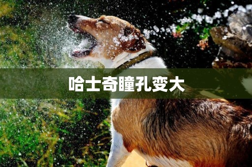 哈士奇瞳孔變大