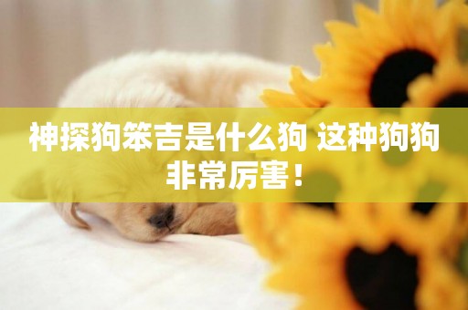 神探狗笨吉是什么狗 這種狗狗非常厲害！