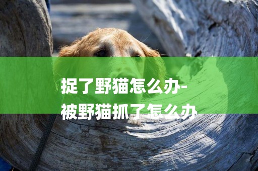 捉了野貓怎么辦-
被野貓抓了怎么辦