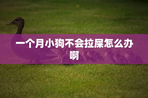 一個月小狗不會拉屎怎么辦啊