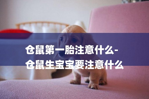 倉鼠第一胎注意什么-
倉鼠生寶寶要注意什么
