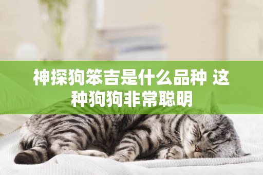 神探狗笨吉是什么品種 這種狗狗非常聰明