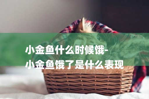 小金魚什么時候餓-
小金魚餓了是什么表現