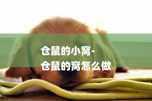 倉鼠的小窩-
倉鼠的窩怎么做