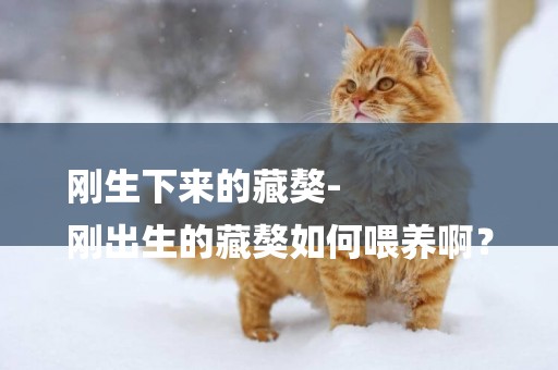 剛生下來的藏獒-
剛出生的藏獒如何喂養啊？