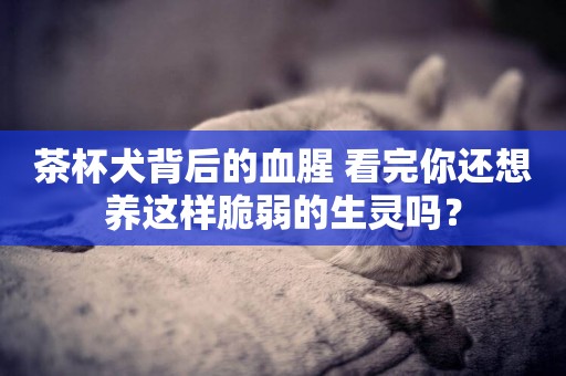 茶杯犬背后的血腥 看完你還想養這樣脆弱的生靈嗎？