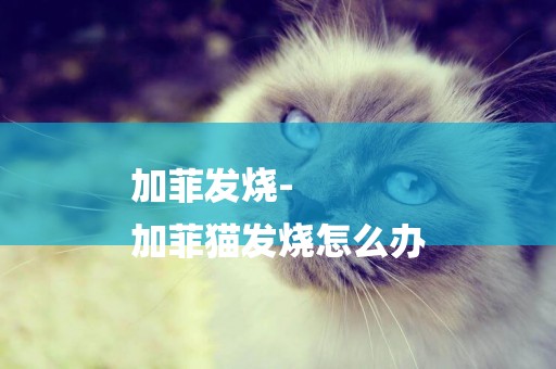 加菲發燒-
加菲貓發燒怎么辦