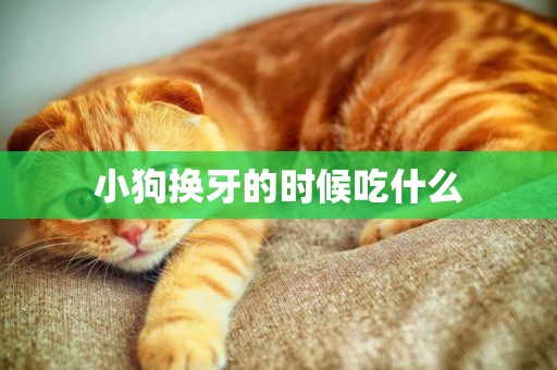 小狗換牙的時候吃什么
