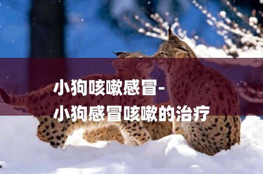 小狗咳嗽感冒-
小狗感冒咳嗽的治療