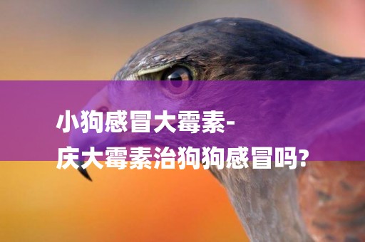 小狗感冒大霉素-
慶大霉素治狗狗感冒嗎?