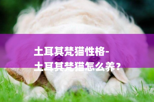 土耳其梵貓性格-
土耳其梵貓怎么養？