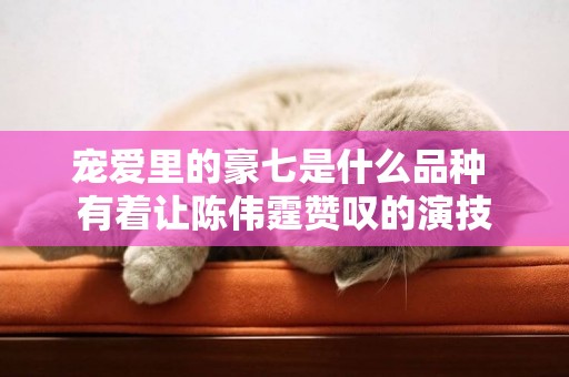 寵愛里的豪七是什么品種 有著讓陳偉霆贊嘆的演技 寵愛里的豪七是什么品種 有著讓陳偉霆贊嘆的演技