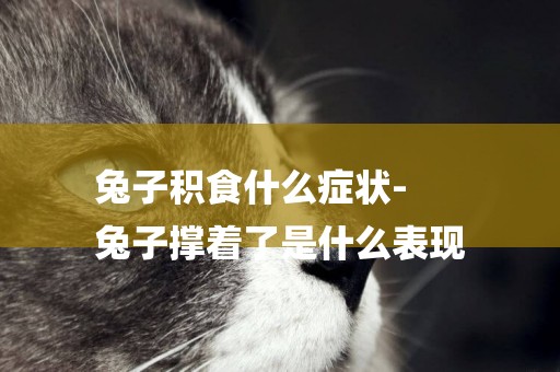 兔子積食什么癥狀-
兔子撐著了是什么表現