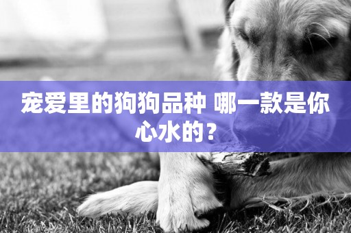 寵愛里的狗狗品種 哪一款是你心水的? 寵愛里的狗狗品種 哪一款是你心水的?