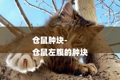 倉鼠腫塊-
倉鼠左腹的腫塊