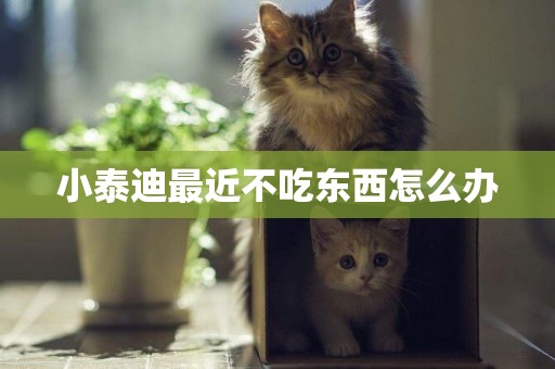 小泰迪最近不吃東西怎么辦