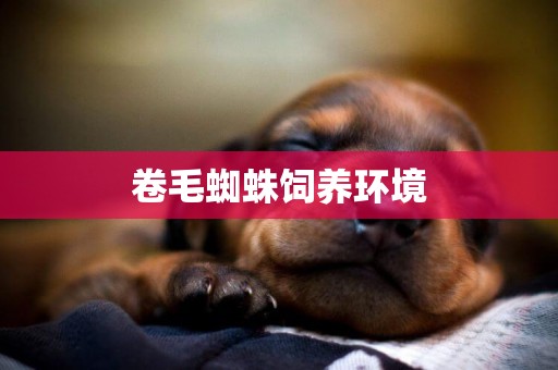 卷毛蜘蛛飼養環境