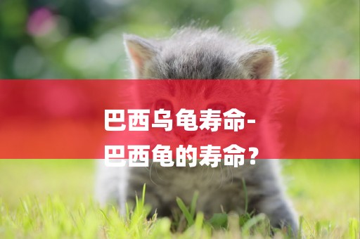 巴西烏龜壽命-
巴西龜的壽命？